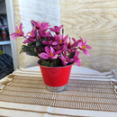 3 Cachepôs G Pintado - BrilhoVivo™